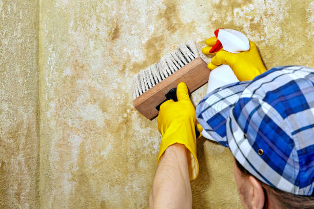 Best Dehumidification Services  in Liberty, KY