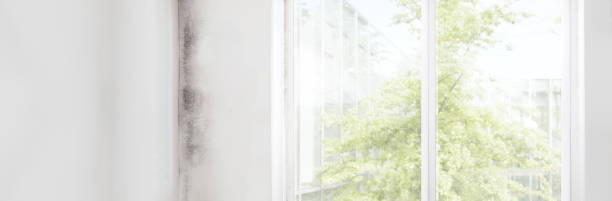  Liberty, KY Mold Removal Pros