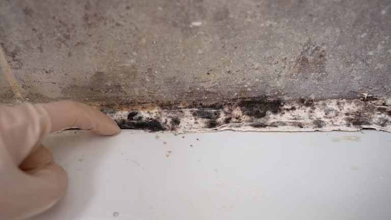 Best Dehumidification Services  in Liberty, KY